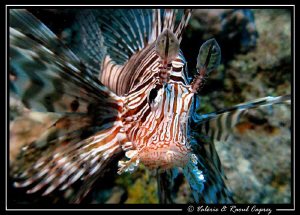 Pterois taken with a Canon G9, a single DS125 Ikelite str... by Raoul Caprez 